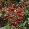 Crataegus Succulenta Jubilee -Fruit Garden Shop Crataegus succulenta Jubilee 04
