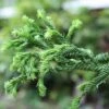 Cryptomeria Japonica Rasen -Fruit Garden Shop Cryptomeria japonica Rasen 02