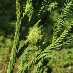 Cryptomeria Japonica Rasen -Fruit Garden Shop Cryptomeria japonica Rasen 05