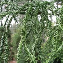 Cryptomeria Japonica Rasen -Fruit Garden Shop Cryptomeria japonica Rasen 06