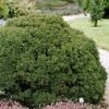 Cryptomeria Japonica Vilmoriniana -Fruit Garden Shop Cryptomeria japonica Vilmoriniana 01