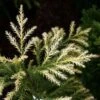 Cryptomeria Japonica Sekkan -Fruit Garden Shop CryptomeriaSekkan2