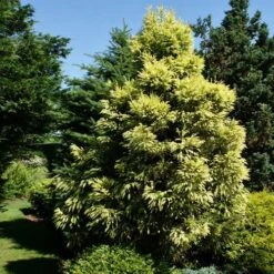 Cryptomeria Japonica Sekkan -Fruit Garden Shop Cryptomeria jap Sekkan 05
