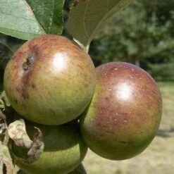 Apple Dabinett -Fruit Garden Shop Dabinett 03