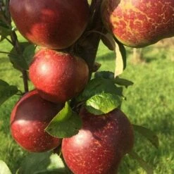 Apple Dabinett -Fruit Garden Shop Dabinett 04