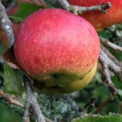 Apple Dabinett -Fruit Garden Shop Dabinett 05