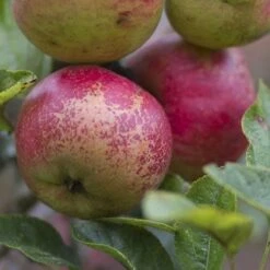Apple Dabinett -Fruit Garden Shop Dabinett 06