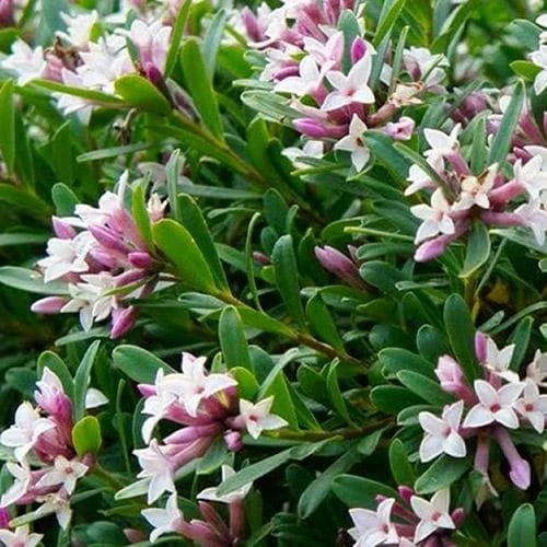 Daphne X Transatlantica Eternal Fragrance 3 Daphne X Transatlantica Eternal Fragrance