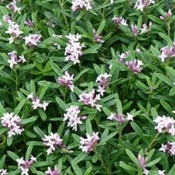 Daphne X Transatlantica Eternal Fragrance 7 Daphne X Transatlantica Eternal Fragrance -Fruit Garden Shop Daphne Eternal Fragrance 02