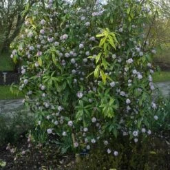 Daphne Bholua Jacqueline Postill -Fruit Garden Shop Daphne bholua Jacqueline Postill 01