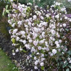 Daphne Bholua Jacqueline Postill -Fruit Garden Shop Daphne bholua Jacqueline Postill 02