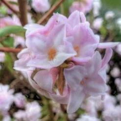 Daphne Bholua Jacqueline Postill -Fruit Garden Shop Daphne bholua Jacqueline Postill 04