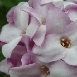 Daphne Bholua Jacqueline Postill -Fruit Garden Shop Daphne bholua Jacqueline Postill 05