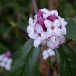 Daphne Bholua Jacqueline Postill -Fruit Garden Shop Daphne bholua Jacqueline Postill 06