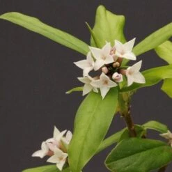 Daphne X Spring Herald -Fruit Garden Shop Daphne bholua Spring Herald 03