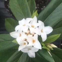 Daphne X Spring Herald -Fruit Garden Shop Daphne bholua Spring Herald 04