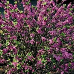 Daphne Mezereum Rubra 5 Daphne Mezereum Rubra -Fruit Garden Shop Daphne mezereum Rubra 02x