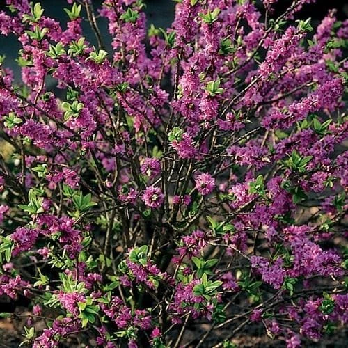 Daphne Mezereum Rubra 4 Daphne Mezereum Rubra - Image 2