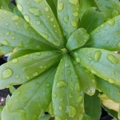 Daphne Odora Aureomarginata -Fruit Garden Shop Daphne odora Auremarginata 2