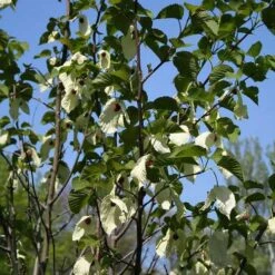 Davidia Involucrata - Handkerchief Tree -Fruit Garden Shop Davidia involucrata 02