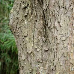 Davidia Involucrata - Handkerchief Tree -Fruit Garden Shop Davidia involucrata 03