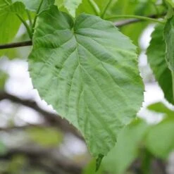 Davidia Involucrata - Handkerchief Tree -Fruit Garden Shop Davidia involucrata 04