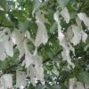 Davidia Involucrata - Handkerchief Tree -Fruit Garden Shop Davidia involucrata 05