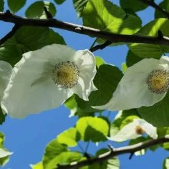 Davidia Involucrata - Handkerchief Tree -Fruit Garden Shop Davidia involucrata 06