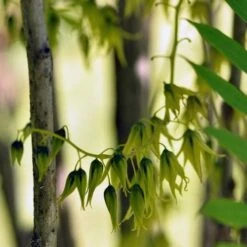 Decaisnea Fargesii 9 Decaisnea Fargesii -Fruit Garden Shop Decaisnea fargesii 1