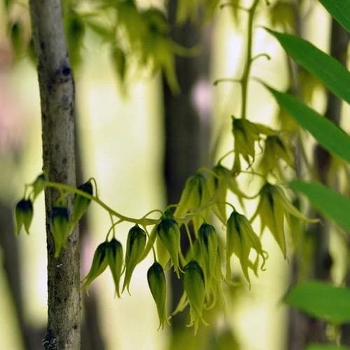 Decaisnea Fargesii 4 Decaisnea Fargesii - Image 2