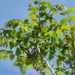 Decaisnea Fargesii 10 Decaisnea Fargesii -Fruit Garden Shop Decaisnea fargesii 3 1