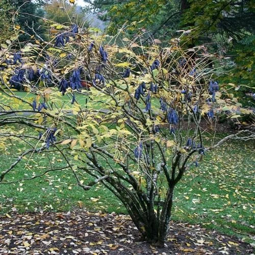 Decaisnea Fargesii 6 Decaisnea Fargesii - Image 4