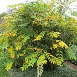 Decaisnea Fargesii 12 Decaisnea Fargesii -Fruit Garden Shop Decaisnea fargesii 5 1