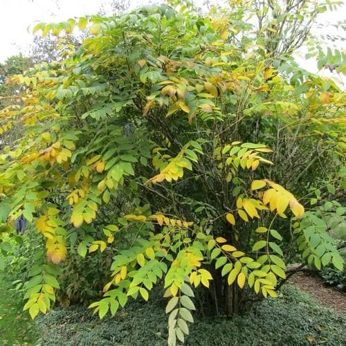 Decaisnea Fargesii 7 Decaisnea Fargesii - Image 5