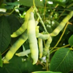 Decaisnea Fargesii 13 Decaisnea Fargesii -Fruit Garden Shop Decaisneafargesii