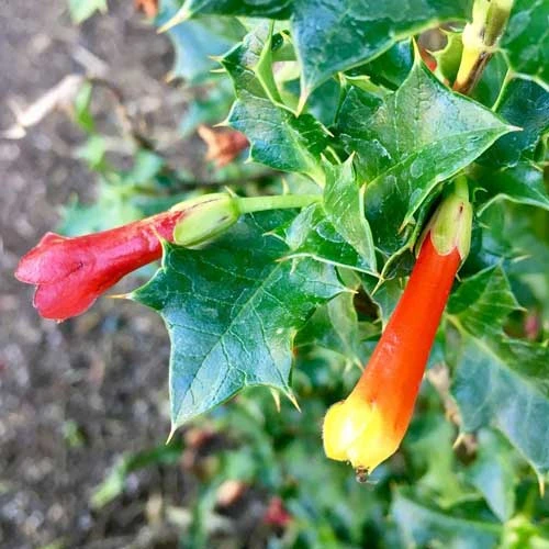 Desfontainia Spinosa 5 Desfontainia Spinosa - Image 3