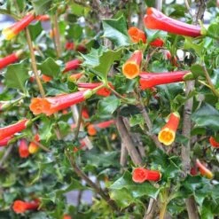 Desfontainia Spinosa 13 Desfontainia Spinosa -Fruit Garden Shop Desfontainia spinosa 03