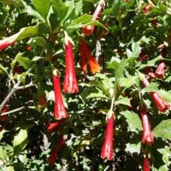 Desfontainia Spinosa 14 Desfontainia Spinosa -Fruit Garden Shop Desfontainia spinosa 05