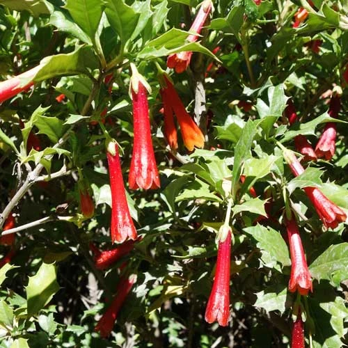 Desfontainia Spinosa 7 Desfontainia Spinosa - Image 5