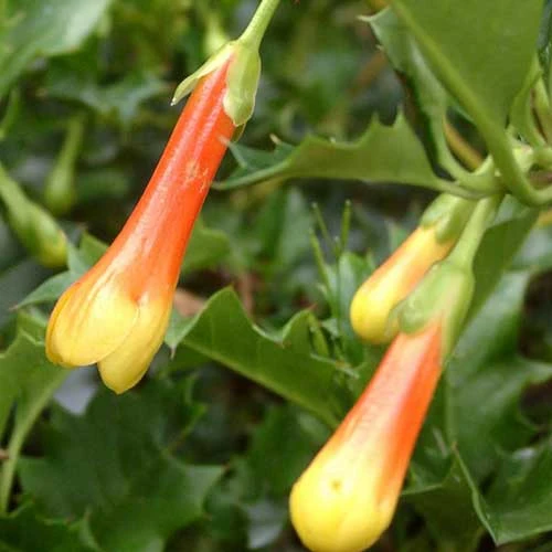 Desfontainia Spinosa 8 Desfontainia Spinosa - Image 6