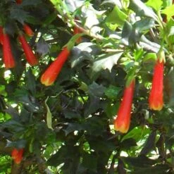 Desfontainia Spinosa 16 Desfontainia Spinosa -Fruit Garden Shop Desfontainia spinosa 07