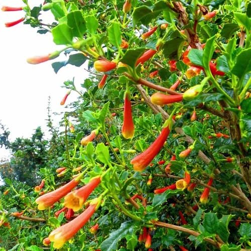 Desfontainia Spinosa 3 Desfontainia Spinosa