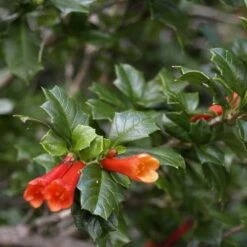 Desfontainia Spinosa 17 Desfontainia Spinosa -Fruit Garden Shop Desfontainia spinosa 09