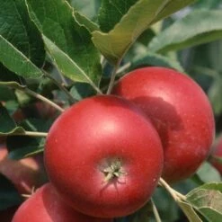 Apple Devonshire Quarrenden -Fruit Garden Shop Devonshire Quarrenden04