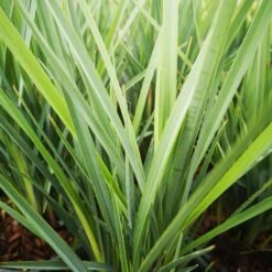 Dianella Revoluta Coolvista -Fruit Garden Shop Dianellacoolvista