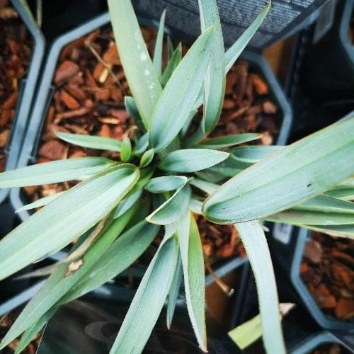 Dianella Revoluta Blue Stream 4 Dianella Revoluta Blue Stream - Image 2