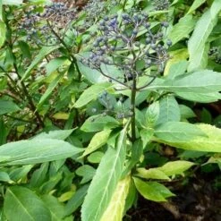 Dichroa Febrifuga -Fruit Garden Shop Dichroa febrifuga 4