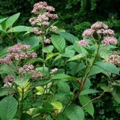 Dichroa Febrifuga -Fruit Garden Shop Dichroa febrifuga 5