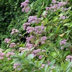 Dichroa Febrifuga -Fruit Garden Shop Dichroa febrifuga 6