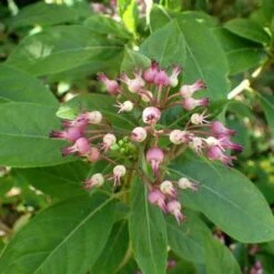 Dichroa Febrifuga -Fruit Garden Shop Dichroa febrifuga 7